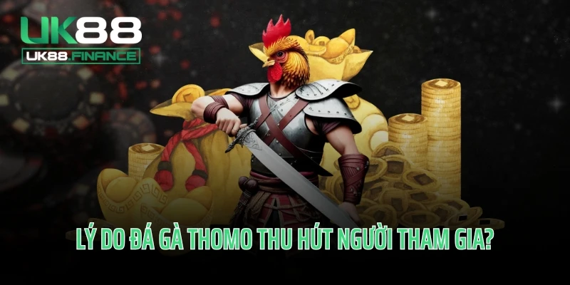 Lý do đá gà Thomo thu hút người tham gia?